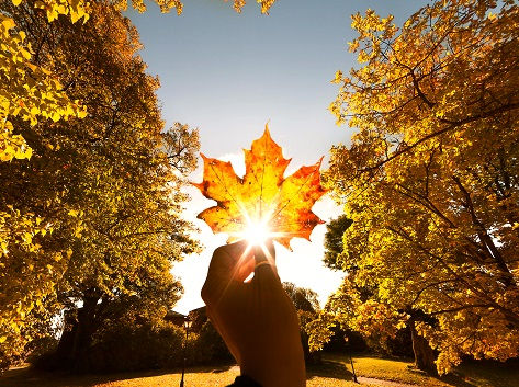 A leaf held alot on a beautiful fall day.